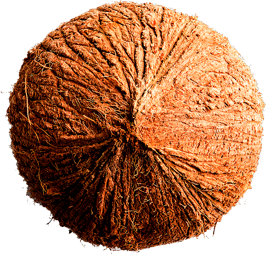 Picture of a Coconut for Psoriasis