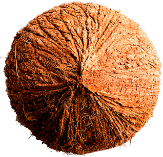Picture of a Coconut for Psoriasis