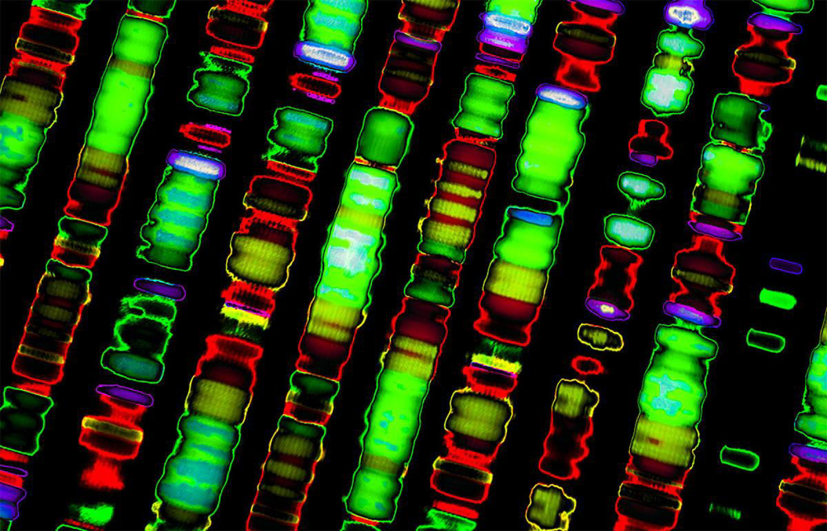 The blueprint of you DNA