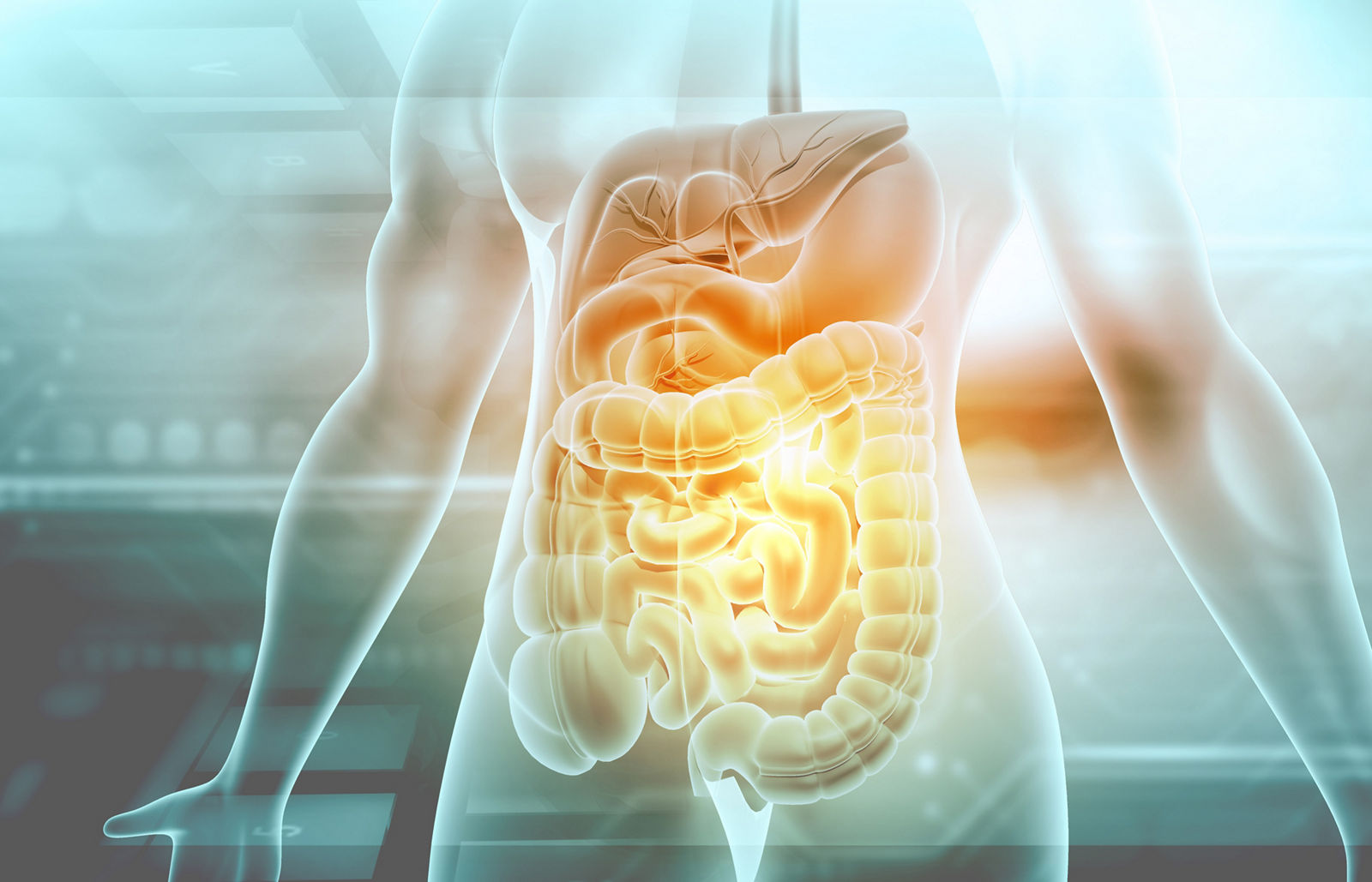 Human digestive system. 3d illustration