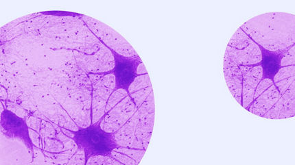 neuroscience cell