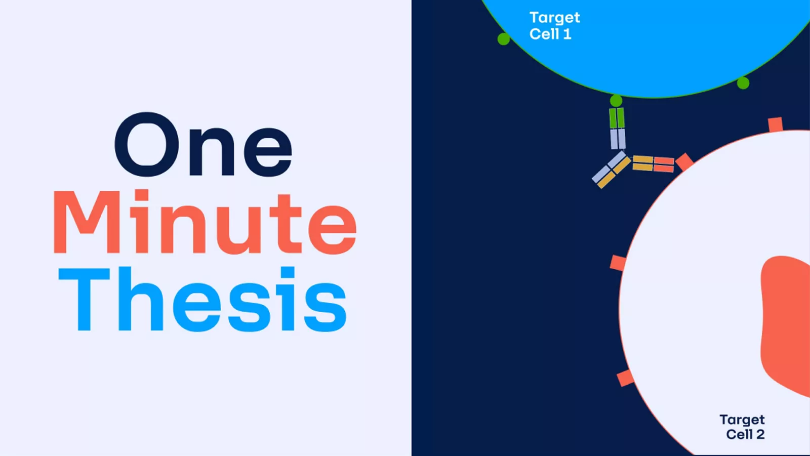 one minute multispecific antibodies