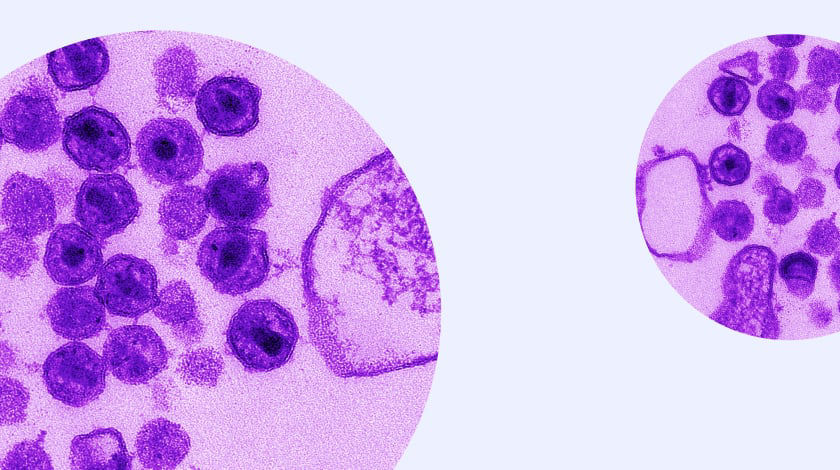 cellular image