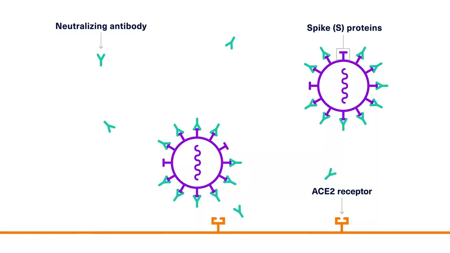 SARS-CoV-2 Virus